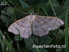 vlinder (2084*1563)